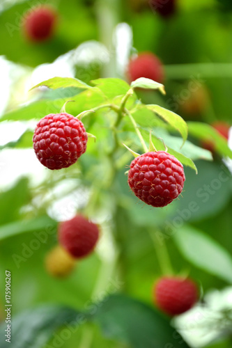 close-up of ripe raspberry in the garden