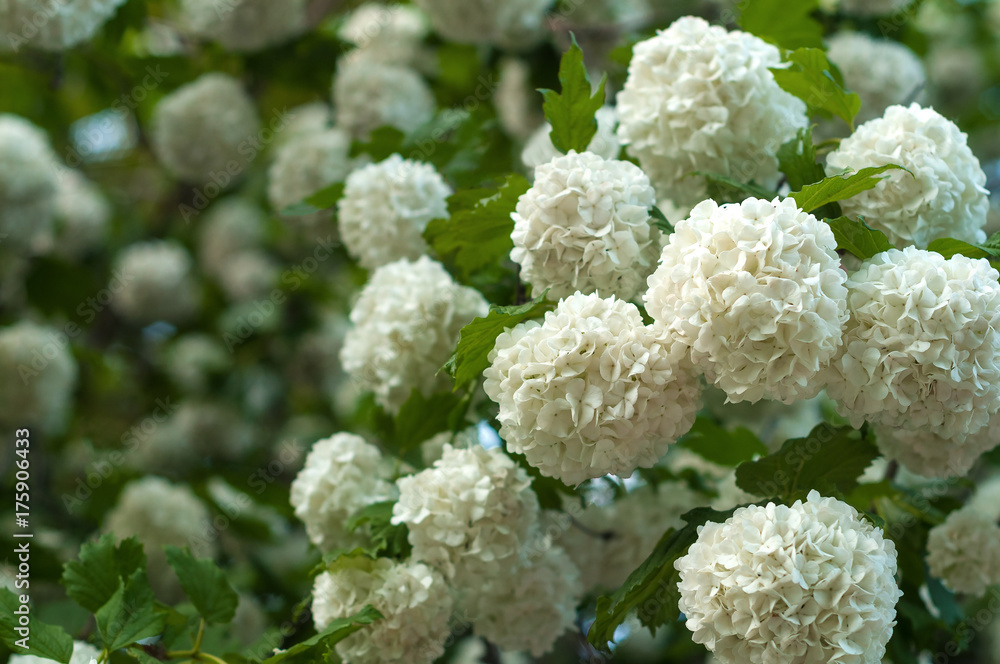 Chinese snowball viburnum flower heads are snowy. Blooming of beautiful white flowers in the summer garden. Delicate caves of white flowers on the branches. Chinese snowball viburnum flower heads are snowy. Blooming of beautiful white flowers in the summer garden. Delicate caves of white flowers on the branches.