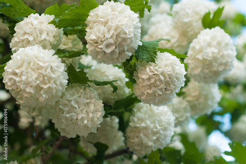 Chinese snowball viburnum flower heads are snowy. Blooming of beautiful white flowers in the summer garden. Delicate caves of white flowers on the branches.