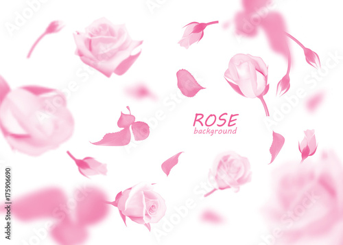 Pink roses flowers and bud fall to the floor. Isolated vector studio background