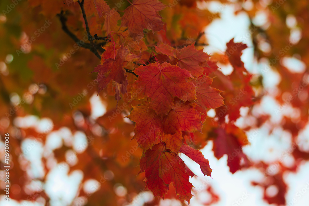 red fall foliage