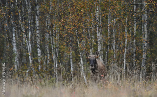 European elk with birch trees in the background. Moose with birch trees in the background.