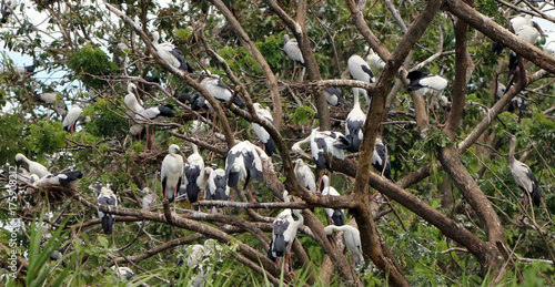The open billed stork bird perch in the nest and on the branch of tree. black and white color of Asian openbill bird on the green tree. photo