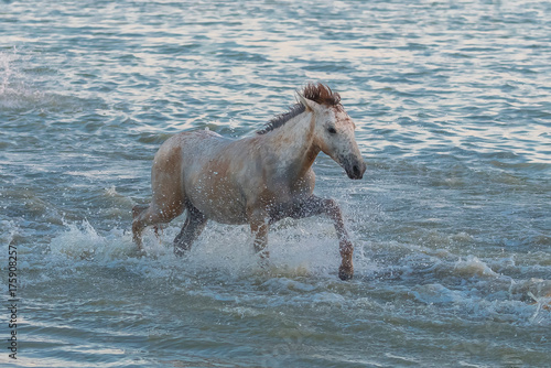 Foal running in the water, in the swamps in Camargue, in the evening 