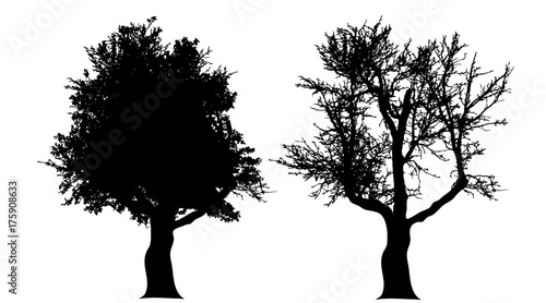 Vector silhouette of tree on white background.