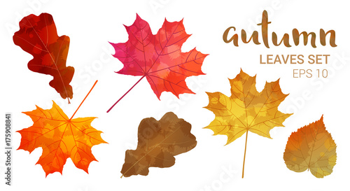 Autumn leaves set, isolated on white background. Leaves with watercolor texture, vector illustration. Good for social media, promotional materials, ads, email marketing.