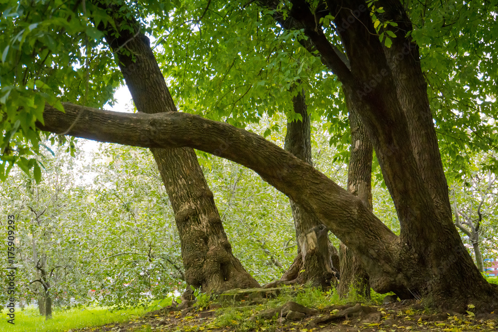 Fototapeta premium Green Crooked Trees in the Park