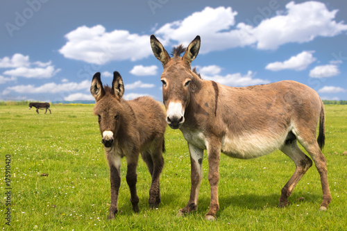 Mother and baby donkey on the meadow