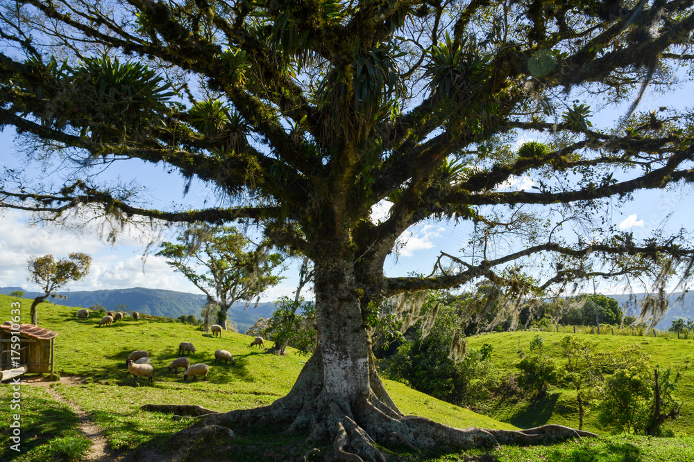 Fototapeta premium Rooty tree in Brazil