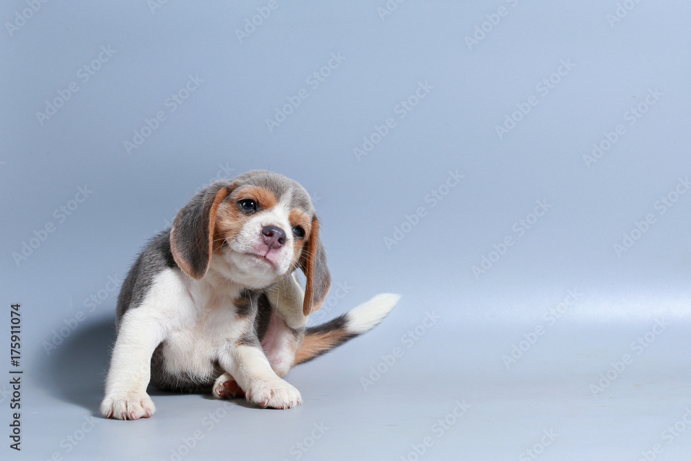 1 month pure breed beagle Puppy on gray screen 1 month pure breed beagle Puppy on gray screen