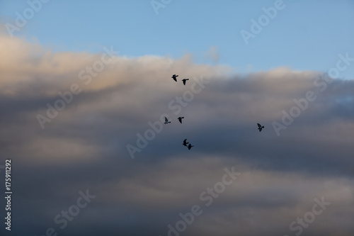 pigeons flying into the sunset sky © babaroga