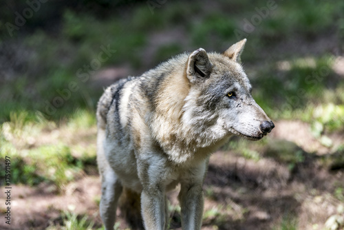 Wolf (Canis lupus) photo