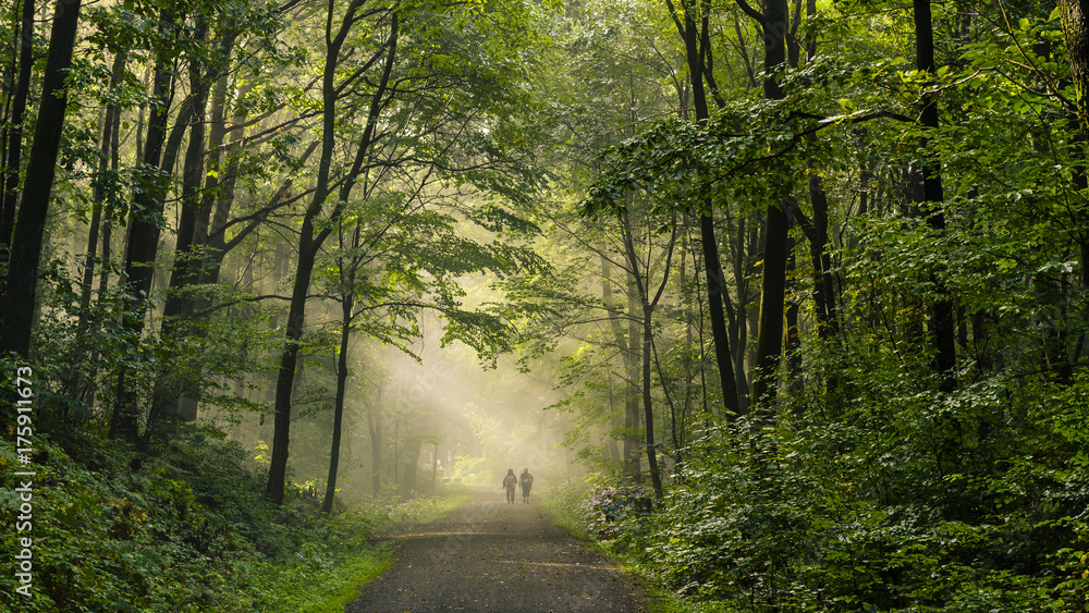 Fototapeta premium Herbstwald 