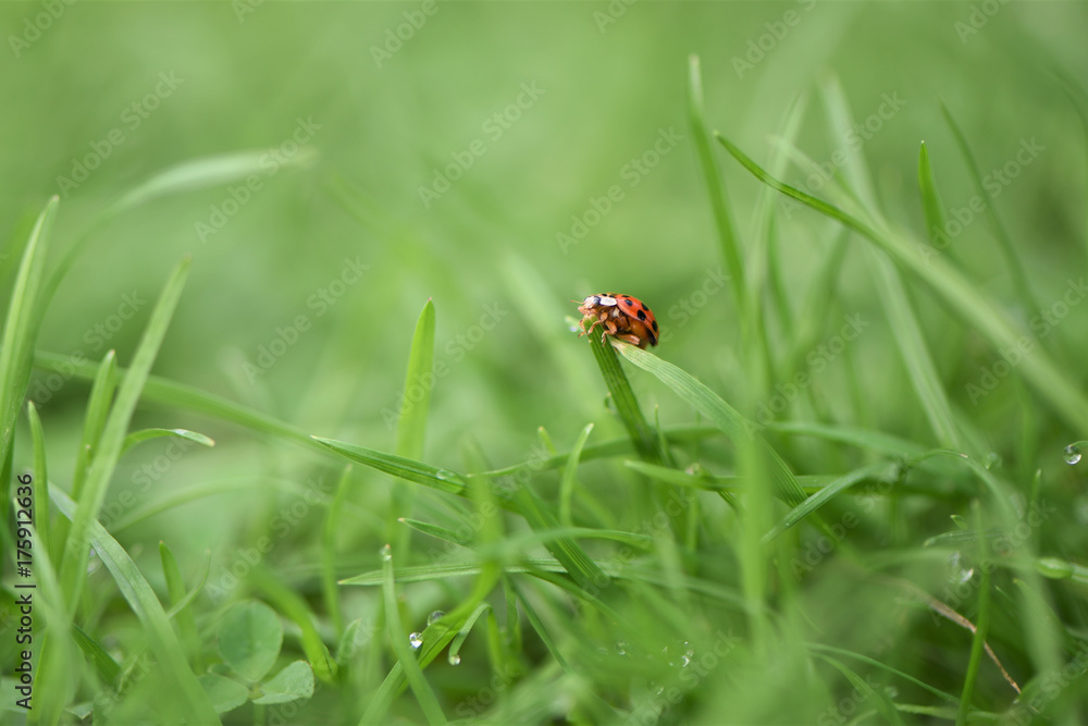 macro photography image of red ladybird on bright green grass and taken on the South coast of England UK macro photography image of red ladybird on bright green grass and taken on the South coast of England UK