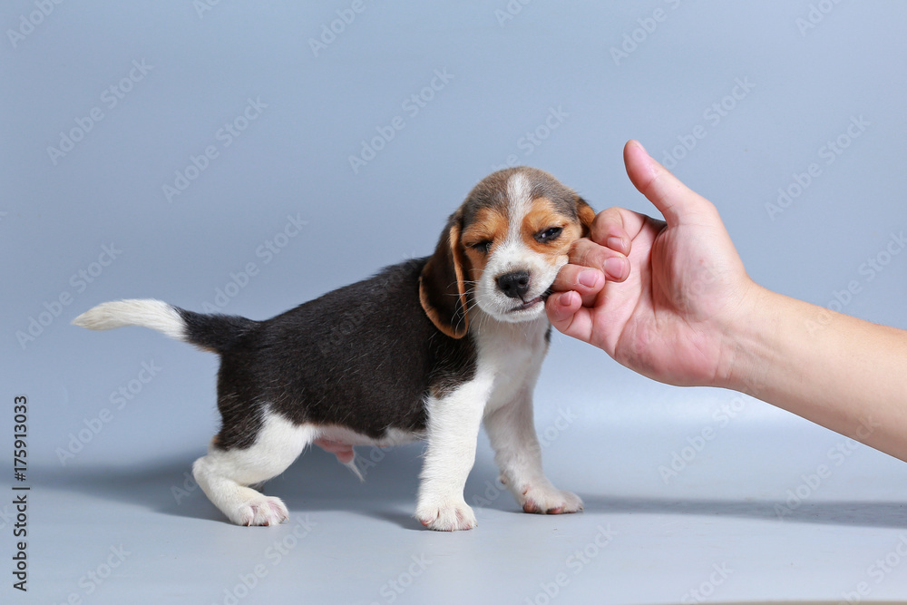 1 month pure breed beagle Puppy on gray screen
1 month pure breed beagle Puppy on gray screen