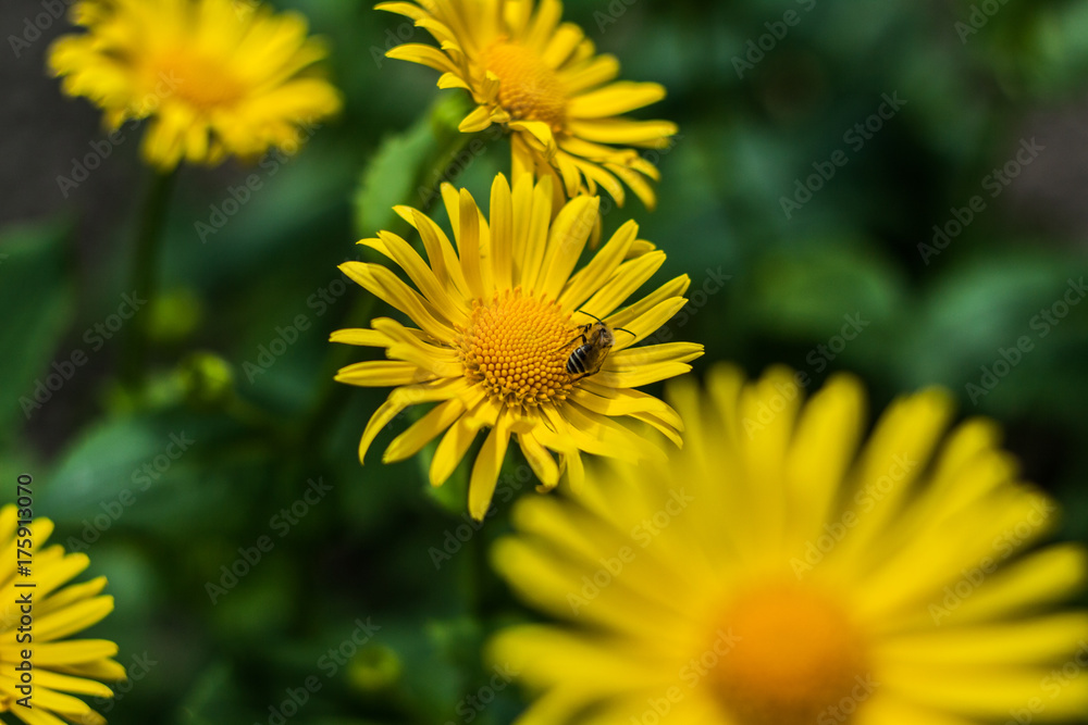 yellow daisies in the garden in the spring