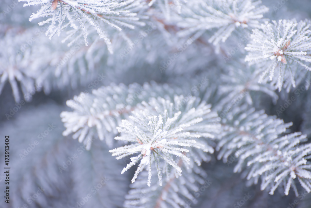 Winter and Christmas Background. Close-up Photo of Fir-tree Branch Covered with Frost.