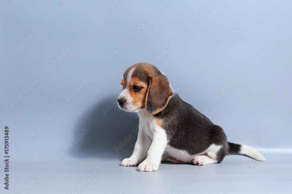 
1 month pure breed beagle Puppy on gray screen