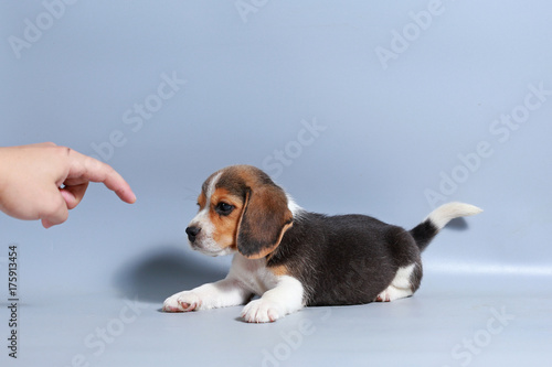  1 month pure breed beagle Puppy on gray screen