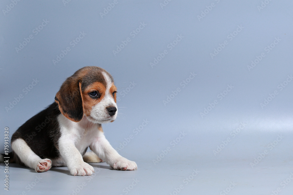 
1 month pure breed beagle Puppy on gray screen