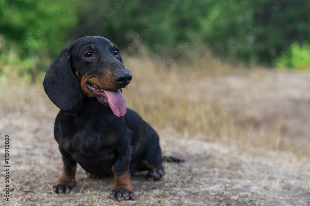 cute portrait of a dog (puppy) breed dachshund black tan,  in the green forest