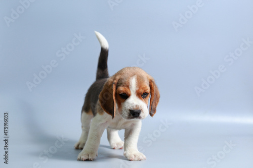 1 month pure breed beagle Puppy on gray screen