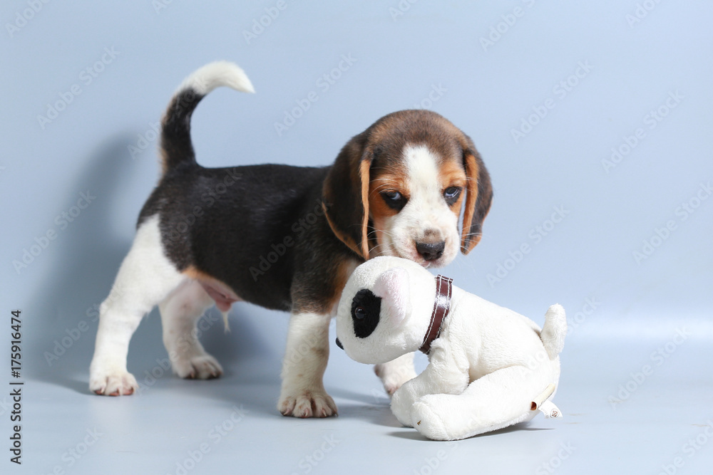 1 month pure breed beagle Puppy on gray screen