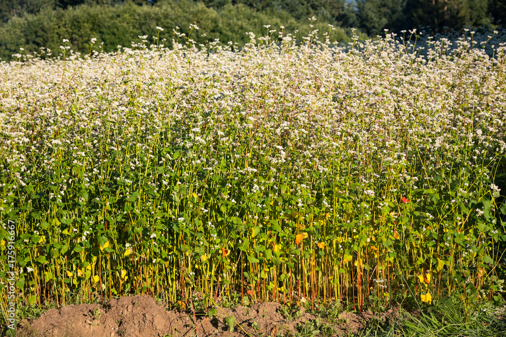Side view of a field of Buckwheat (Fagopyrum esculentum) function as a nitrogen fertilizer for the soil in the afternoon sunlight.