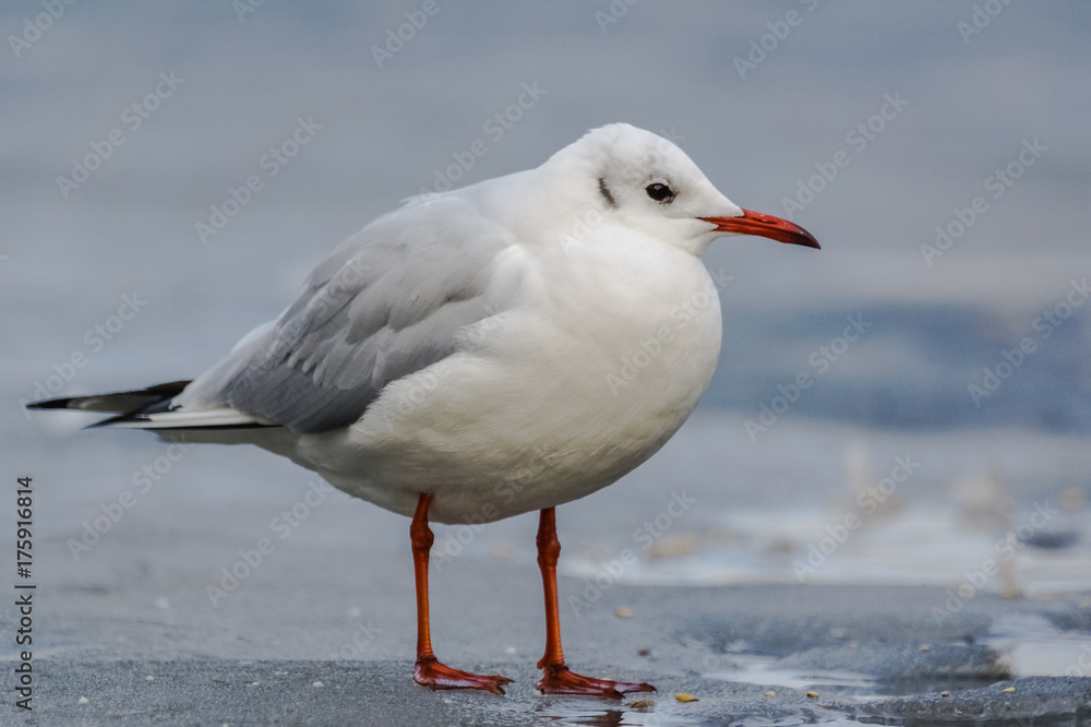 Black-headed Gull (Chroicocephalus Ridibundus). Black-headed Gull (Chroicocephalus Ridibundus).