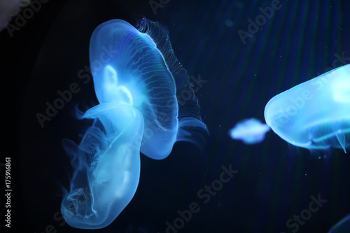 Multicolored jellyfish swim under water