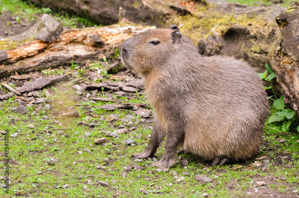 Capybara (Hydrochoerus hydrochaeris), the largest rodent in the world