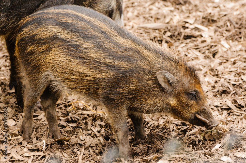 Visayan warty pig (Sus cebifrons) Visayan warty pig (Sus cebifrons)