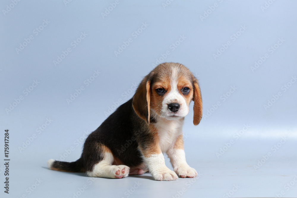 Papier Peint photo 1 mois chiot beagle pure race sur écran gris -  Nikkel-Art.fr