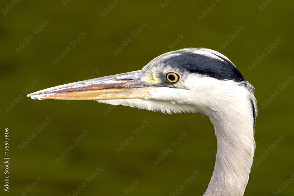 Wild heron on hunt / United Kingdom Wild heron on hunt / United Kingdom
