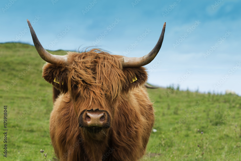 Scottish cow in green grass - obrazy, fototapety, plakaty 