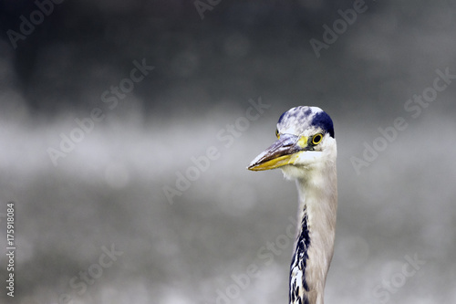 Wild heron on hunt / United Kingdom photo