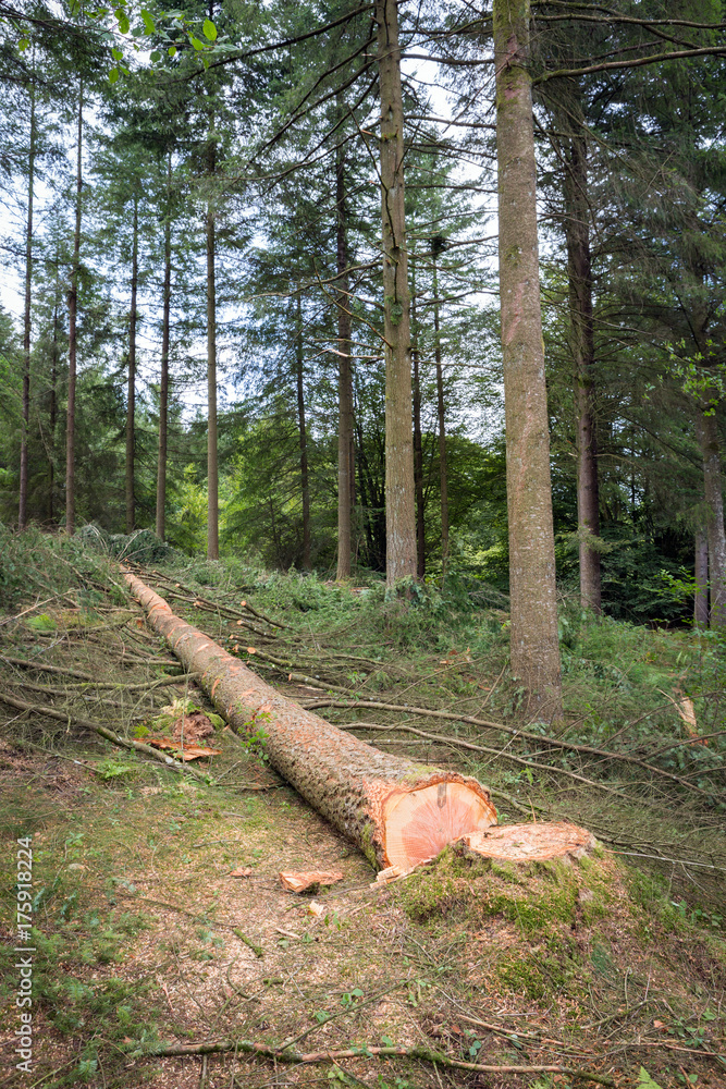 Freshly sawn large Pine tree for wood production. Freshly sawn large Pine tree for wood production.