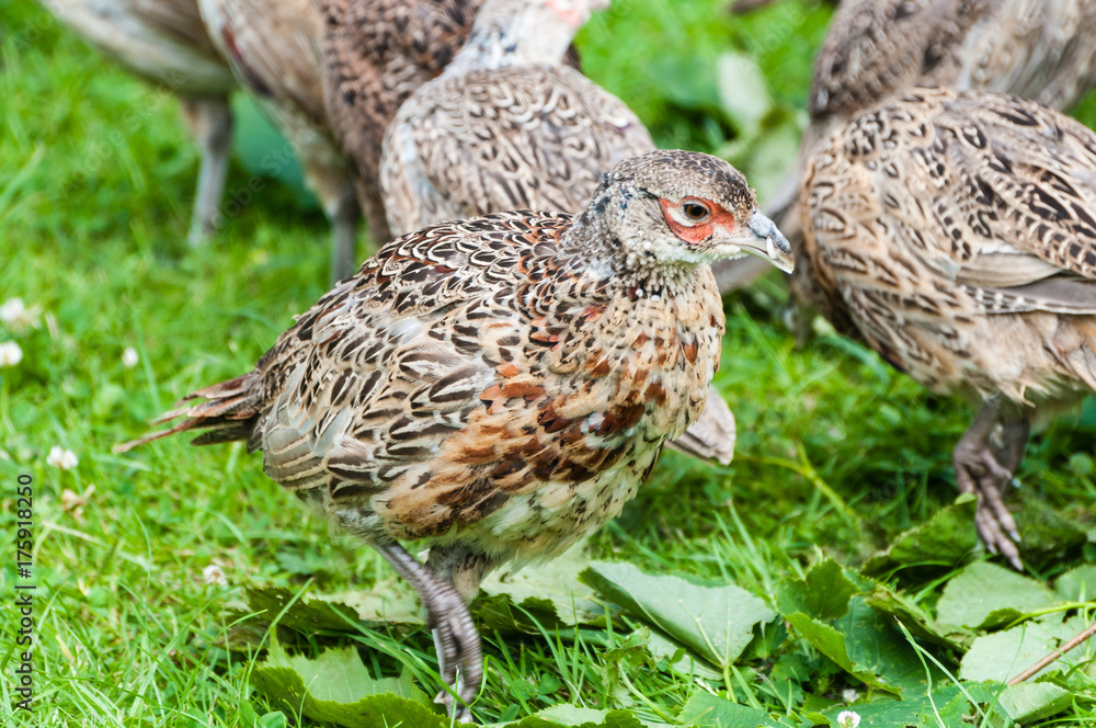 6 week old pheasant chicks at a game bird farm 6 week old pheasant chicks at a game bird farm