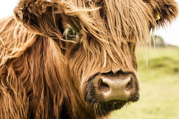 Ingelijste posters Schotse hooglander Gezicht van Schotse Hooglander close-up  © Patricia Chumillas