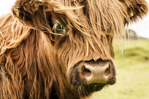 Scottish cow face