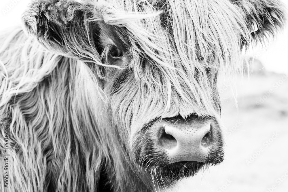 Scottish cow face - obrazy, fototapety, plakaty 