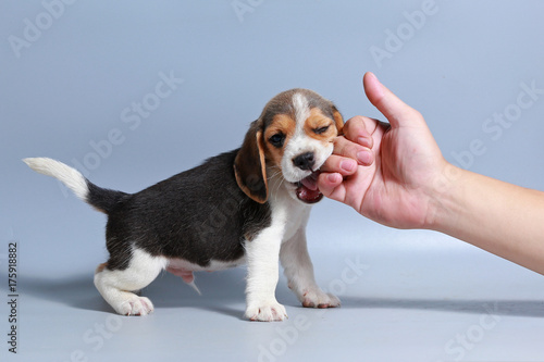 1 month pure breed beagle Puppy on gray screen © Sigma s