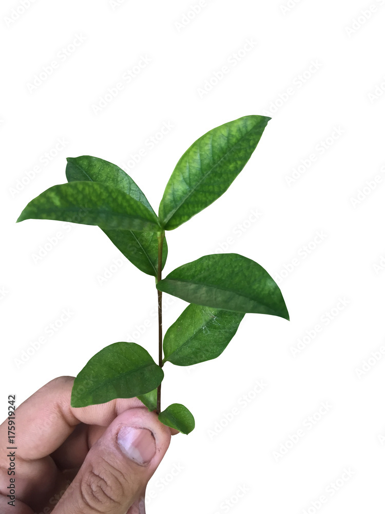 sapling sapling