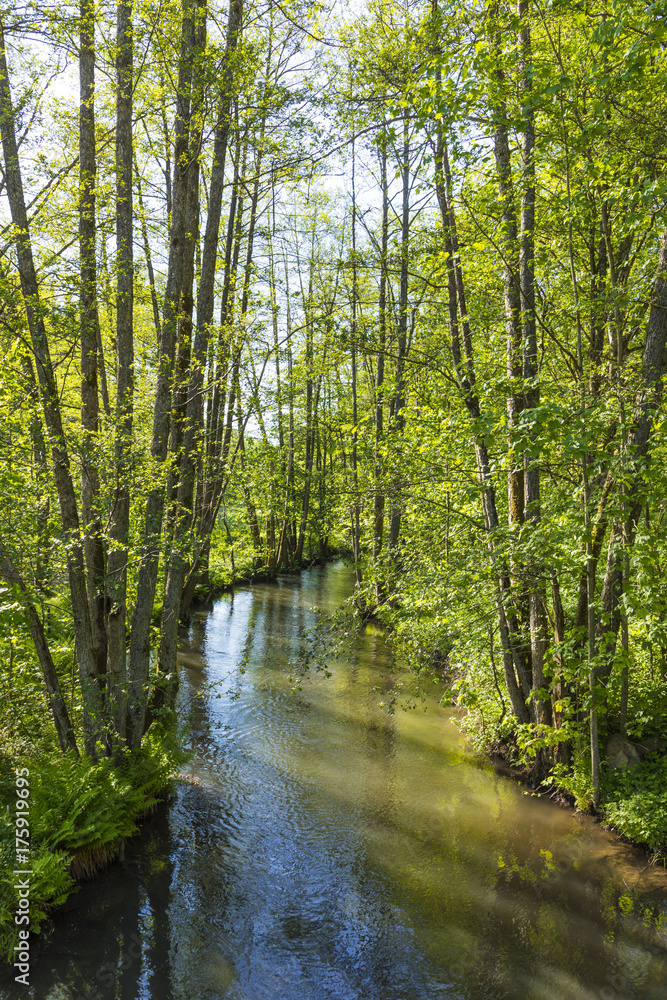 Obraz premium small creek hafenlohr flows through the dense wild forest