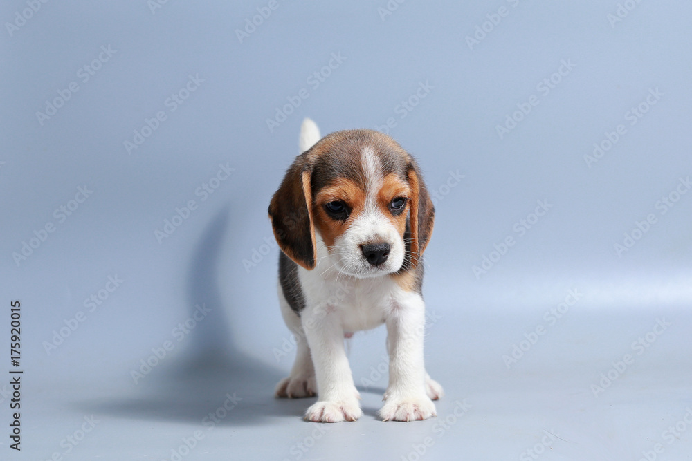 Pure beagle puppy hotsell