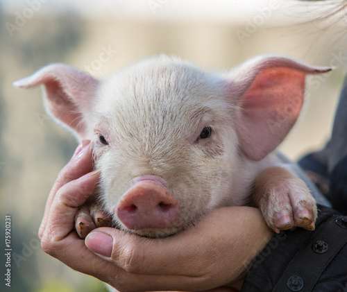 Fotografia pig in hand