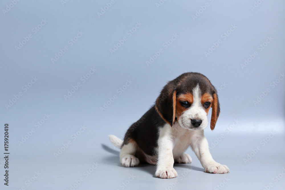 1 month pure breed beagle Puppy on gray screen