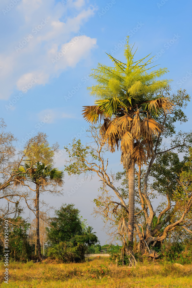 Talipot palm Stock Photo Adobe Stock