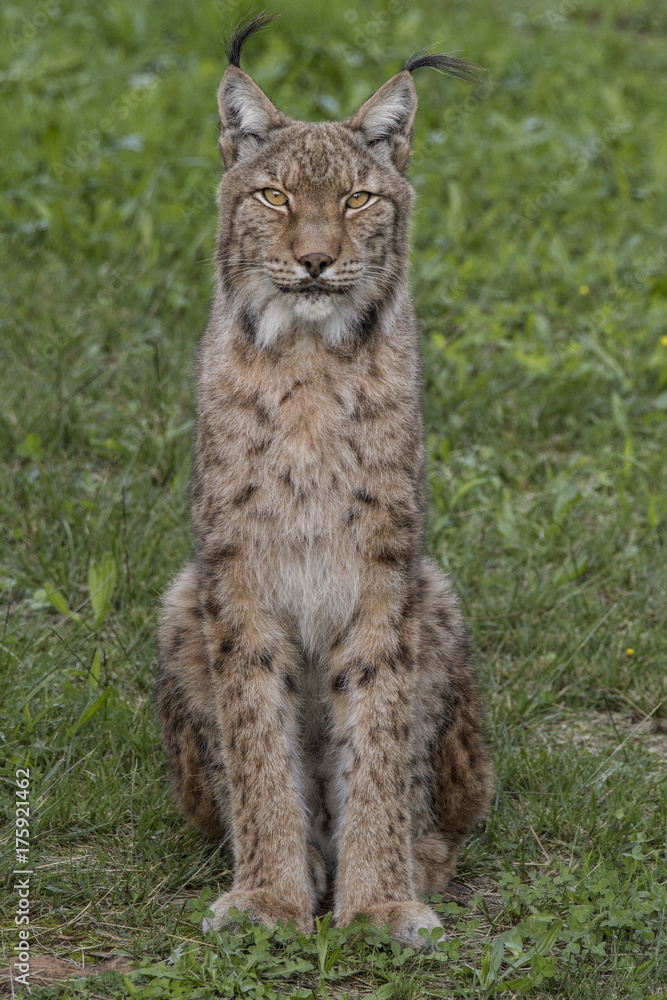 Lynx Pardinus Lynx Pardinus