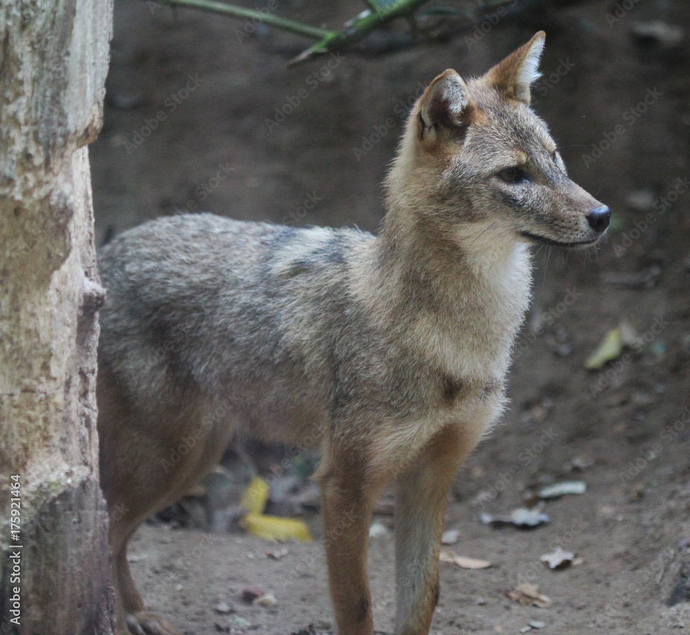 Fototapeta premium golden jackal (Canis aureus)
